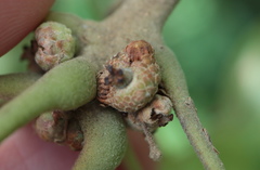 Callirhytis subcostata