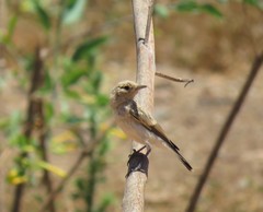 Oenanthe hispanica