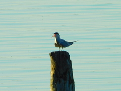 Sterna hirundo