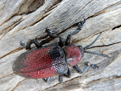 Coraliomela aeneoplagiata