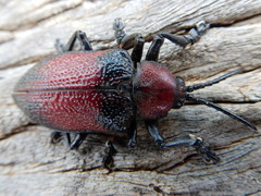 Coraliomela aeneoplagiata