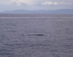 Balaenoptera physalus