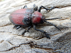 Coraliomela aeneoplagiata