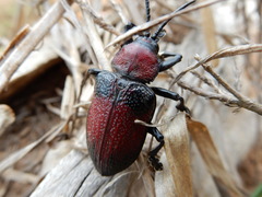 Coraliomela aeneoplagiata
