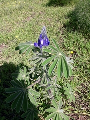 Lupinus pilosus