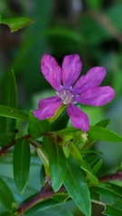 Lythraceae