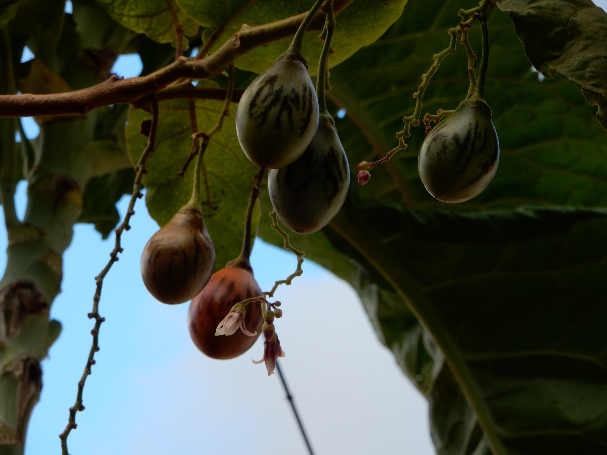 Solanum betaceum