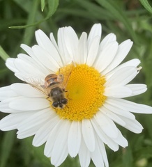 Eristalis tenax