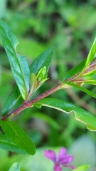Lythraceae