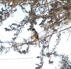 Buteo albigula