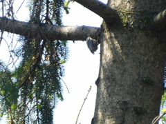 Sitta canadensis