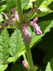 Stachys mexicana