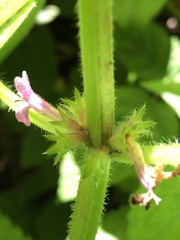 Stachys mexicana