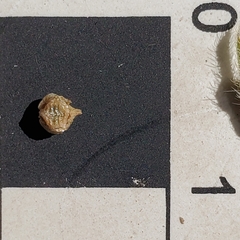 Plagiobothrys torreyi diffusus