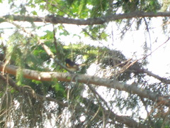 Setophaga ruticilla