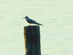 Sterna hirundo