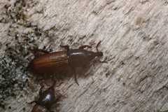 Mesites pallidipennis