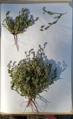 Plagiobothrys torreyi diffusus