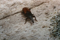 Mesites pallidipennis