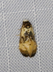 Phalonidia memoranda