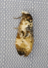 Phalonidia memoranda