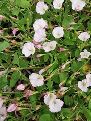 Convolvulus arvensis
