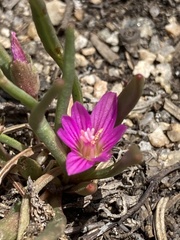 Lewisia pygmaea