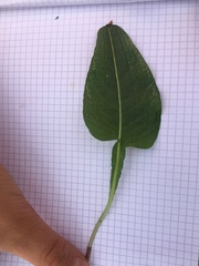 Bistorta officinalis