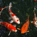 Cyprinus rubrofuscus - Photo (c) etxjjaa,  זכויות יוצרים חלקיות (CC BY-NC)