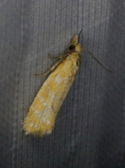 Phtheochroa vitellinana