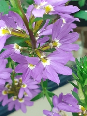 Scaevola