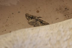 Pterotaea cariosa
