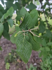 Viburnum