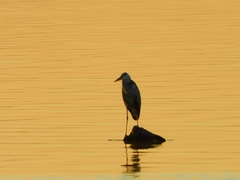 Ardea cinerea