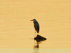 Ardea cinerea