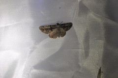 Pterotaea cariosa
