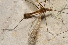 Tipula truncata