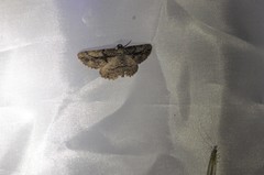Pterotaea cariosa
