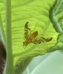 Strauzia longipennis