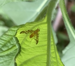 Strauzia longipennis