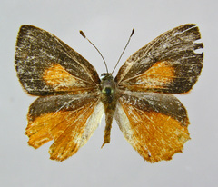 Euselasia ignitus