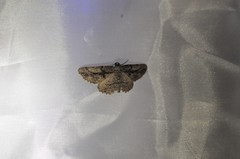 Pterotaea cariosa
