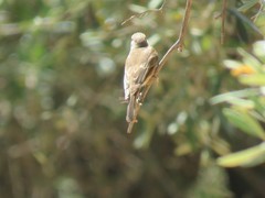 Muscicapa striata striata