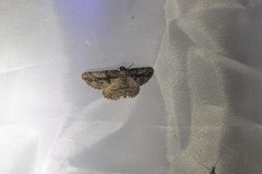 Pterotaea cariosa