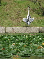 Ardea cinerea