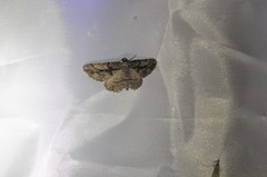 Pterotaea cariosa