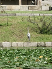 Ardea cinerea