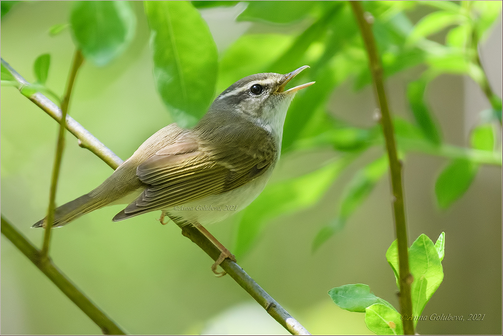 Sakhalin Leaf Warbler photo