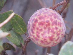 Andricus vacciniifoliae