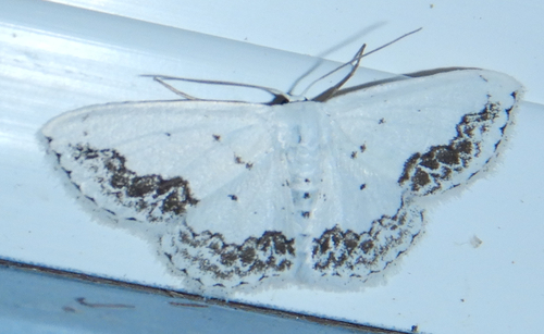 Chalky Wave Moth